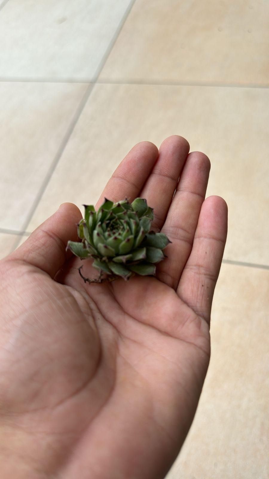 Lakshmi Kamal Vaastu Plant (Pack of 1)