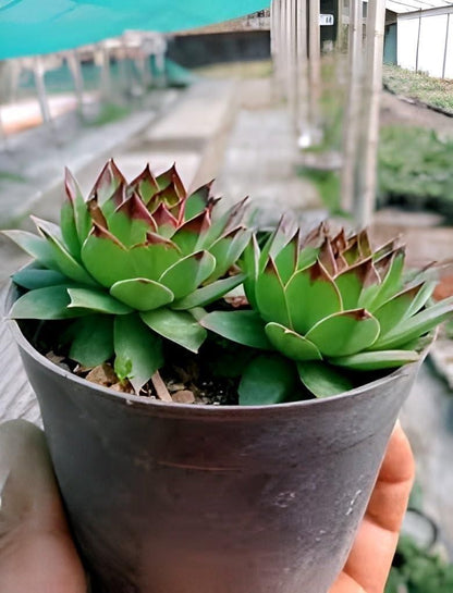 Lakshmi Kamal Vaastu Plant (Pack of 1)