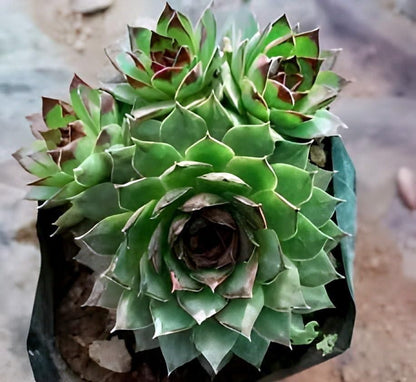 Lakshmi Kamal Vaastu Plant (Pack of 1)